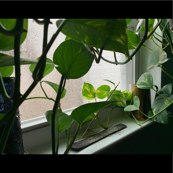 Meet your Posher, Codi - Picture 1 of 1